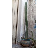 Maceta Cerámica 30cm Con Cactus Grande segunda mano  Argentina