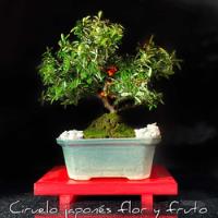 Arteenbonsai Arbol De La Vida Olmo Chino Ficus Flor Y Fruto, usado segunda mano  Argentina