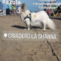Usado, Chihuahua Machitos Pelo Largo  segunda mano  Argentina