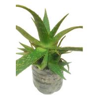 Aloe Vera.saponaria. Planta Grande.de + De 3 Años. Medicinal, usado segunda mano  Argentina