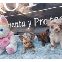 Chihuahuas Merle Miniatura Divinos Mercado Pago  segunda mano  Argentina