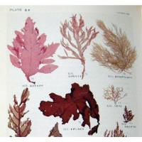 Segawa The Seaweeds Of Japan Las Algas De Japón En Ingles segunda mano  Argentina