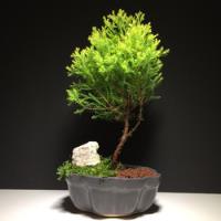 Arteenbonsai Ficus Ombu Liquidambar Arbol De La Vida Buxus, usado segunda mano  Argentina