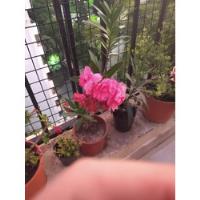 Laurel De Flor Color Rosa (nerium Oleander) segunda mano  Argentina