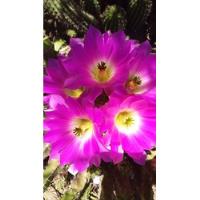 Cactus De Flores Rosadas (combo De Dos) segunda mano  Argentina