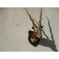 Cabeza Antilope Taxidermia segunda mano  Argentina