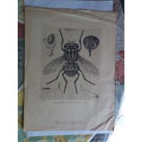 Grabado Antiguo Insectos Calliphora Anthropophaga , usado segunda mano  Argentina