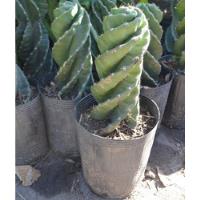 Cactus Espiral, Tornillo, Torneado Maceta 3 Litros. segunda mano  Argentina