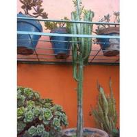 Usado, Cactus Euphorbia 1.60 Alto Precioso! segunda mano  Argentina