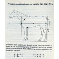 Ortelli Manual De Concurso Completo De Equitación Caballos segunda mano  Argentina
