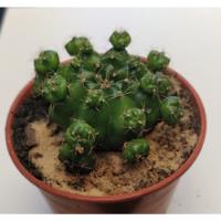 Cactus Gymnocalcium Marsoneri segunda mano  Argentina