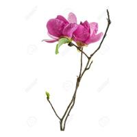 Magnolia Purpura Liliflora.- Vivero Sol segunda mano  Argentina