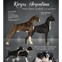Cachorros Boxer Atigrados Y Bayos Sangre De Campeones!!!!!!! segunda mano  Argentina
